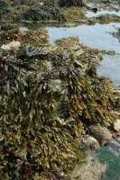 Fucus spiralis